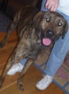 Cannon the Great Dane Lab