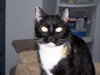 Sheba