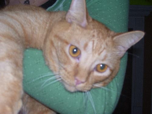 Lucha~DECLAWED