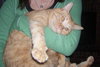 Lucha~DECLAWED