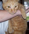 Lucha~DECLAWED