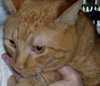 Lucha~DECLAWED