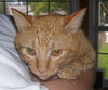 Lucha~DECLAWED