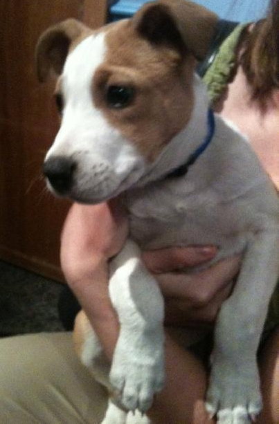 Jasper the Sweet Puppy