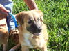 Virgina the Golden Retriever Puppy