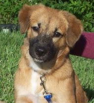 Virgina the Golden Retriever Puppy