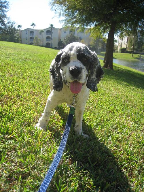 Joe Cocker the Cocker Spaniel