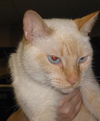 Belle the FlamePoint Siamese Beauty
