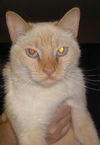 Belle the FlamePoint Siamese Beauty