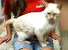 Belle the FlamePoint Siamese Beauty