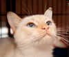 Belle the FlamePoint Siamese Beauty