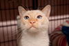 Belle the FlamePoint Siamese Beauty