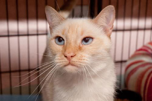 Belle the FlamePoint Siamese Beauty