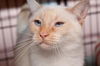 Belle the FlamePoint Siamese Beauty