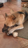 Prince the Beautiful German Shepherd