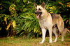 Prince the Beautiful German Shepherd