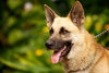 Prince the Beautiful German Shepherd
