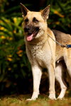 Prince the Beautiful German Shepherd
