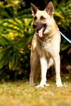 Prince the Beautiful German Shepherd