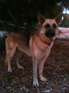 Prince the Beautiful German Shepherd