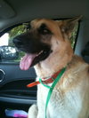 Prince the Beautiful German Shepherd