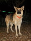 Prince the Beautiful German Shepherd