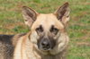 Prince the Beautiful German Shepherd