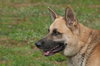 Prince the Beautiful German Shepherd