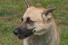 Prince the Beautiful German Shepherd