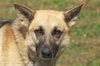 Prince the Beautiful German Shepherd