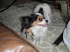Harley the Papillon