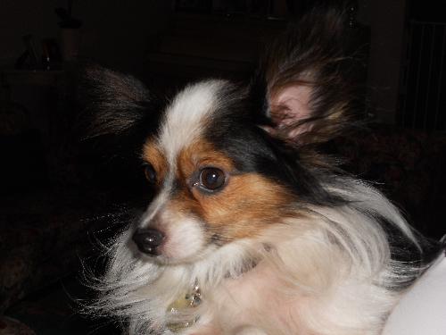 Harley the Papillon