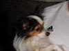 Harley the Papillon