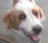 Angel the Aussie
