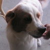 Angel the Aussie