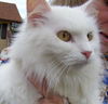 Whitey