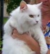 Whitey