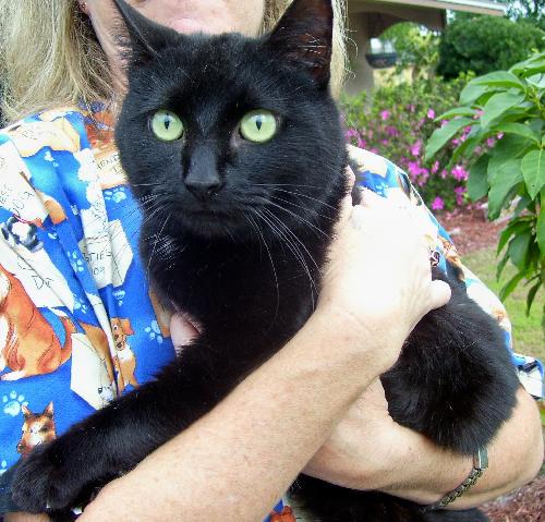 Licorice