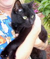 Licorice