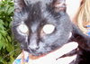 Licorice