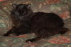 Amber the Chocolate Brown Manx