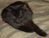 Amber the Chocolate Brown Manx