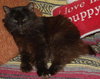 Amber the Chocolate Brown Manx