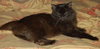 Amber the Chocolate Brown Manx