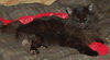 Amber the Chocolate Brown Manx