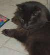 Amber the Chocolate Brown Manx