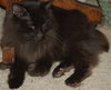 Amber the Chocolate Brown Manx