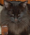Amber the Chocolate Brown Manx