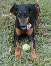 Sassy the Dobie