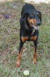 Sassy the Dobie